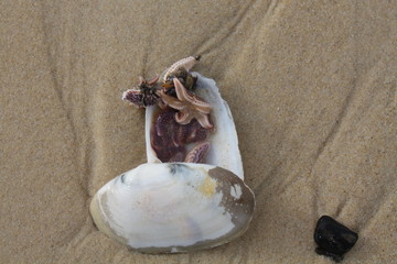 Seesterne in einer Muschelschale