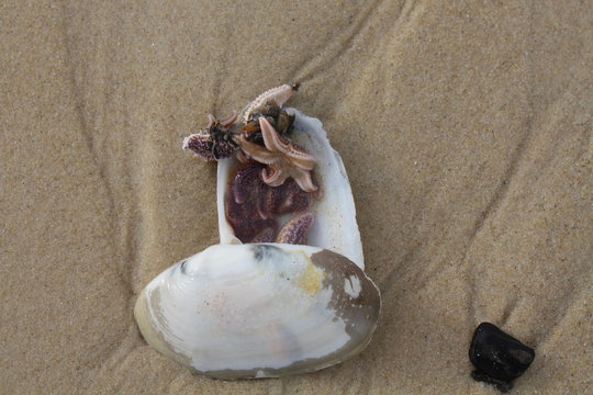 Seesterne in einer Muschelschale
