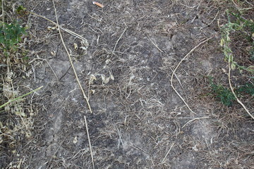 Ausgetrockneter Boden nach Hitzeperiode