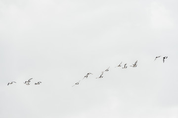 A flock of birds flight in the sky.