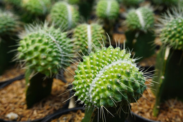 small cactus Cereus tetragonus.  cactus isolated on blur background. close up green cactus. Close...