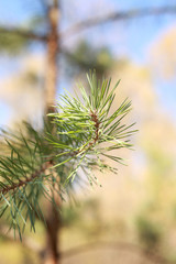 green pine branch on a background of sky and forest