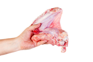 Hand hold raw turkey wing isolated on white background