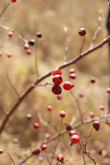 Fototapeta na wymiar the fruits of wild rose hips in the forest