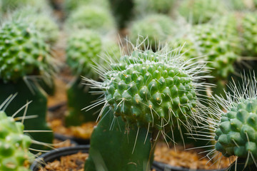 small cactus Cereus tetragonus.  cactus isolated on blur background. close up green cactus. Close...