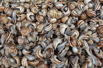 Snails closeup.