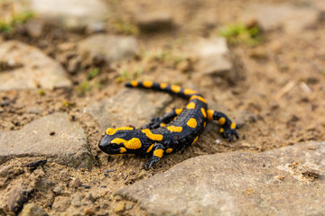 Fire salamander (Salamandra salamandra) - Lizard in the wild.