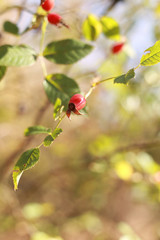 the fruits of wild rose hips in the forest