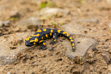 Fire salamander (Salamandra salamandra) - It is black with yellow spots or stripes to a varying degree.