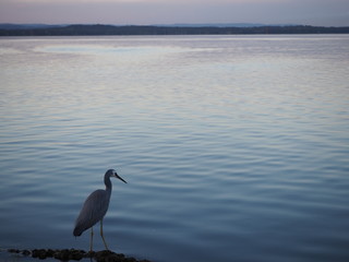 great blue heron