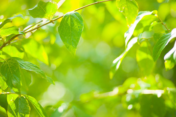 Fototapeta na wymiar green leaves blur bokeh background