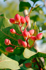 Fruit of pistachio tree. Pistacia vera.