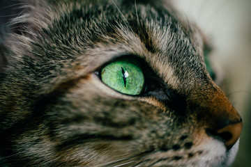 Close up view of green cat eye. Beautiful cat portrait. 