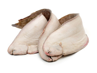 Sole fish on white background