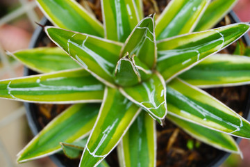 Obraz premium Close up cactus on white background, green succulents isolated . green cactus plant. Green cactus floral botanical flower. Cactus isolated on white background