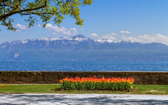 Tulip festival in spring by day, Morges, Switzerland