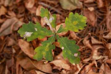 forest trees, the sprout of a young oak in the forest