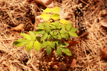 forest trees, a young tree sprout in the forest