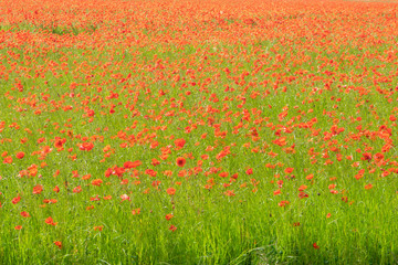 Poppies growing in a field