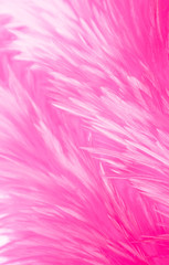 Fototapeta premium Beautiful abstract colorful white and purple feathers on dark background and soft white pink feather texture on white pattern