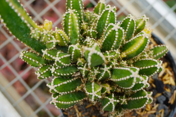 cactus Cereus tetragonus.  cactus isolated on blur background. close up green cactus. Close up succulent plants on blur background, green succulents isolated. Cactaceae. 