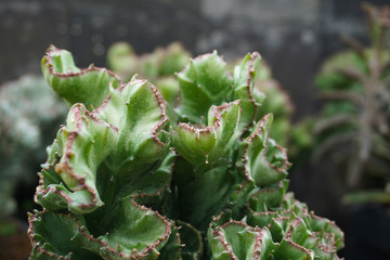 A coral cactus plant (euphorbia lactea crest).  cactus isolated on blur background. close up green cactus. Close up succulent plants on blur background, green succulents isolated. Cactaceae.    