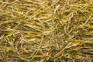 Dry hay texture, hay bale closeup, background of a straw grass harvested, farm food for animals - Image