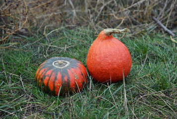 two pumpkins in the autumn garden