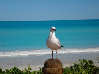 Junge Möwe am Strand mit unscharfem Hintergrund