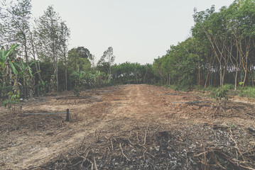 Durian seedling or sapling durian is king of fruit