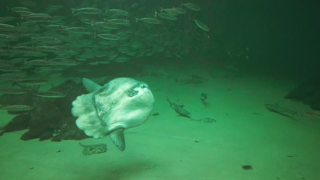Several different fish swimming together (shark, ocean sunfish, mola)