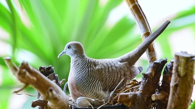 Bird (Dove, Pigeon or Disambiguation) Pigeons and doves is mother bird hatching eggs in bird nest on a tree in a nature wild