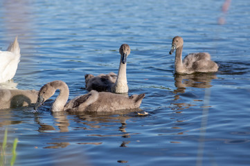 Group of swans on blue lake, largest waterfowl family, white adult, gray little swan animals
