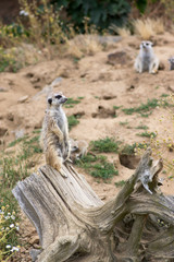 Beautiful meerkat holding a guard in sandy area, funny small african animal