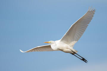 Fototapeta na wymiar Great egret (Ardea alba) in flight