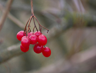 Bunches of red viburnum close up on a branch on a cloudy autumn day