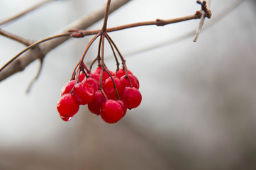 Bunches of red viburnum close up on a branch on a cloudy autumn day