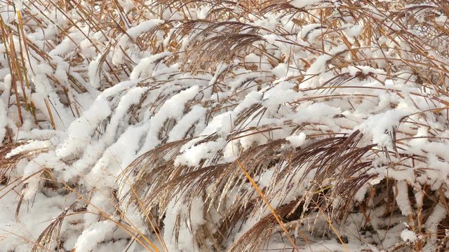 Slow melting first snow on dried blade grass in late autumn