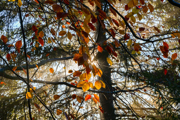 Herbstwald mit Nebel und Sonnenschein mit vielen Bäumen und bunten Blättern