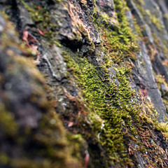 lichen on tree bark