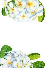 wedding greeting cards with space for text, exotic flowers plumeria, green leaves on an isolated white background, watercolor illustrations, tropical plants