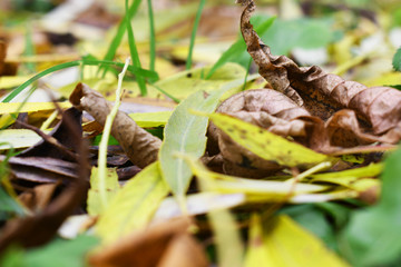 caterpillar on a leaf