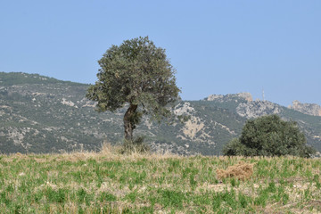 Wild Olive tree, Cyprus, Nature