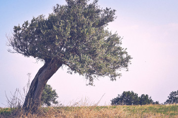 Wild Olive tree, Cyprus, Nature