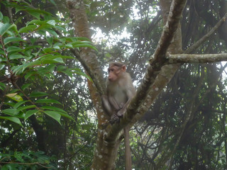 Fototapeta premium Monkey sitting on a branch of the tree.