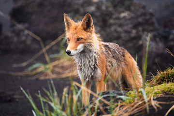 Red Fox at the edge of a forest/Red Fox/Red Fox (vulpes vulpes)