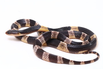 Highly venomous, Malayan krait or blue krait (Bungarus candidus) isolated on white background