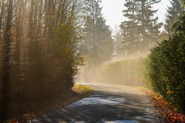 Straße Herbstwald mit Nebel und Sonnenschein mit vielen Bäumen und bunten Blättern