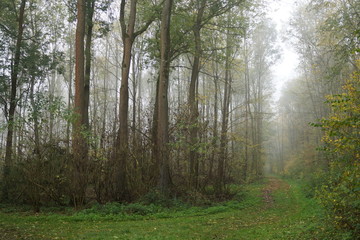 Obraz premium rano w lesie