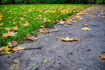 Colorful Leaves on pathway in autumn